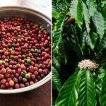 foto kopi dikebun