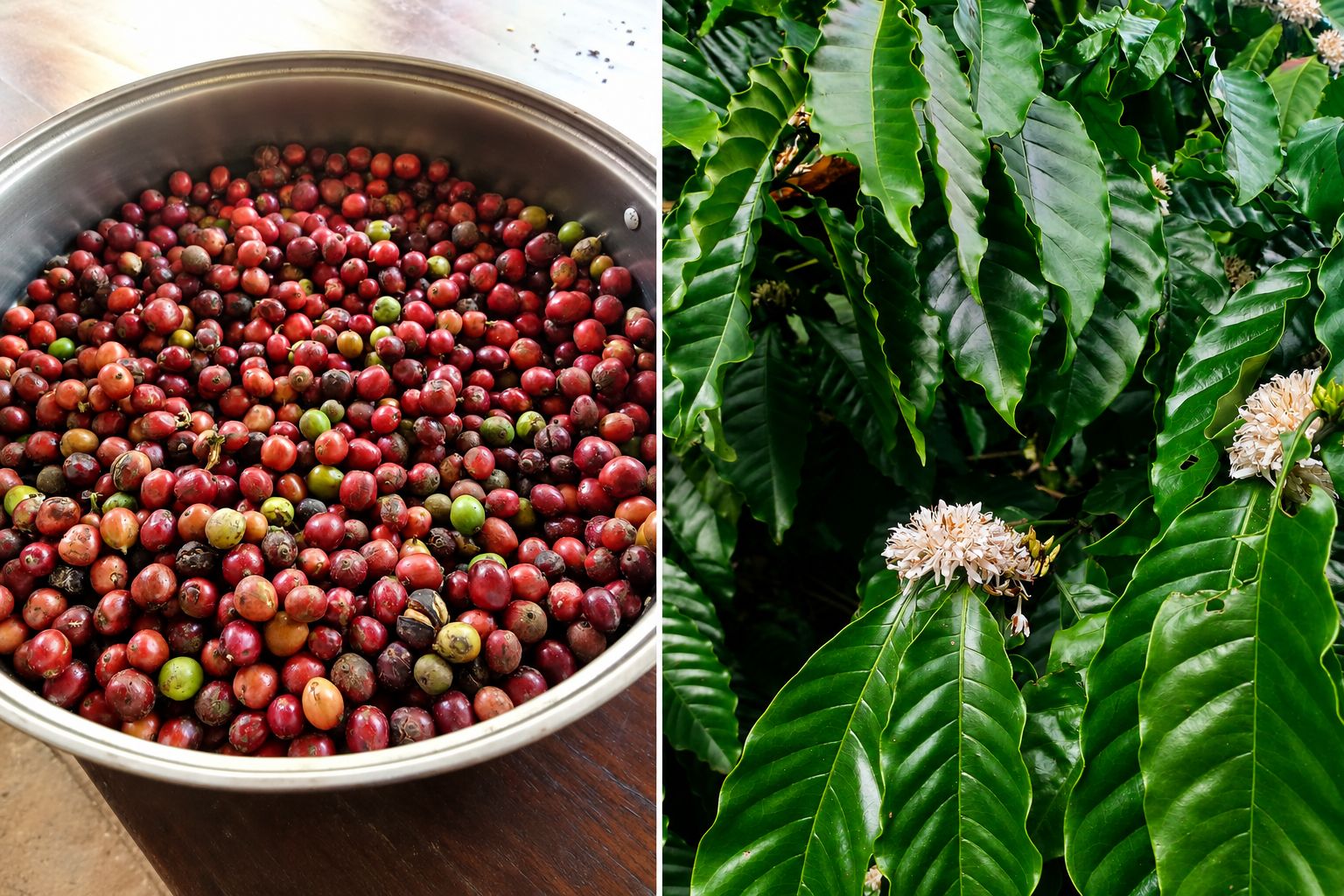 foto kopi dikebun