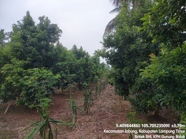 foto tanaman di tahalo